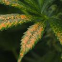 Nährstoffsperre: Was Es Ist Und Wie Man Sie Löst 