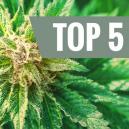 Was ist Cannabis ruderalis?