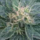 Sortenrezension: Royal Medic From Royal Queen Seeds 