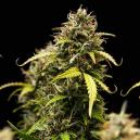 Top 10 Der Milden Sorten 2016