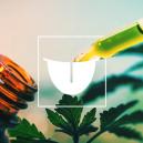 Warum eine Sublinguale Cannabis-Tinktur am besten ist