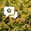 Cannabis-Sorte Bewertung: The Church von Greenhouse Seeds