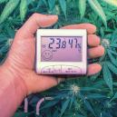 Die Perfekten Temperaturen Zum Anbauen Von Cannabis