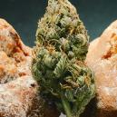 Die Niederländische Cannabis-Esswaren Renaissance