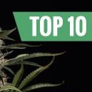 Die Top 10 Der Stärksten Und Wirksamsten Cannabis Sorten