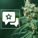 Sortenrezension: Big Buddha Cheese