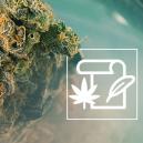 Die Herkunft Von Skunk & Die Top 3 Der Skunk-Sorten