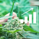 5 Methoden, Um Den Cannabis-Ertrag Zu Steigern