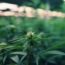 Mit LED Beleuchtung Die Cannabisernte Maximieren 