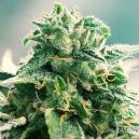 Die Herkunft Von Haze  Und Die Drei Besten Haze Sorten