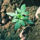 Wie Lange Dauert Das Anbauen Von Cannabis?