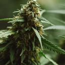 Sortenrezension: Power Plant