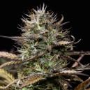 Top 10 Autoflowering (Auch Selbstblühende Genannt) Cannabis Sorten