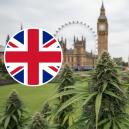 Die Besten Outdoor-Cannabissorten Für Den Anbau In Großbritannien