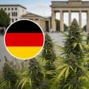 Die Besten Outdoor-Cannabissorten Für Den Anbau In Deutschland