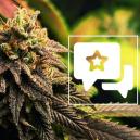 Sortenrezension: Blue Widow