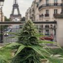 Die Besten Cannabissorten Zum Anbau In Frankreichs Freiland