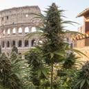 Die Besten Sorten Für Den Anbau Im Italienischen Freiland 2017