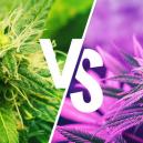 Verstehe Den Unterschied Zwischen Kush- Und Haze-Sorten