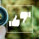 Gutes vs Schlechtes Gras: Wie Man Den Unterschied Erkennt