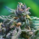 Die besten CBD-Sorten gegen Schmerzen in 2017