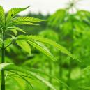 Wie Man Im Freien Im Verborgenen Stressfrei Und Erfolgreich Anbaut