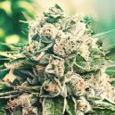 Neue Zamnesia Sorte: Gorilla Glue