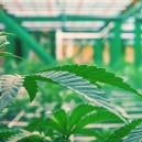 Ist Vertikaler Anbau Ein Trend Beim Cannabisanbau?