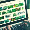 Was Sind Die Besten Websites Für Kiffer?