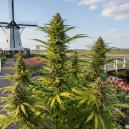 Die Besten Sorten Für Den Anbau In Den Niederlanden