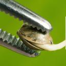 Unterschied Zwischen Regulären Und Feminisierten Samen