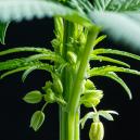 Was Fängt Man Mit Männlichen Cannabispflanzen An?