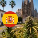 Die Besten Sorten Für Den Anbau Im Freien In Spanien