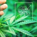 Sehr Lohnende Cannabissorten, Die Schwer Anzubauen Sind 