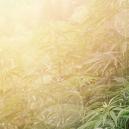 Die Besten Cannabissorten Für Den Guerilla-Anbau 