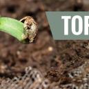 Einfach Anzubauende Cannabissorten (Für Anfänger)