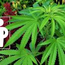 Begleitpflanzen, Die Deine Cannabispflanzen Fördern Und Schützen