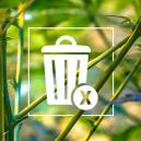 Grasstängel: Wirf Sie Nicht Weg!