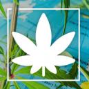 Wo Man In Europa Überall Legal Cannabis Rauchen Kann