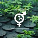 Ist Es Möglich, Klone Von Einer Autoflowering Pflanze Zu Nehmen?