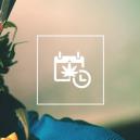 Wie Man Schnellstmöglich Erntet