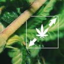6 Wege, Um Das Strecken Von Cannabispflanzen Zu Reduzieren