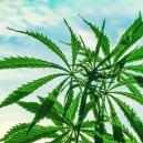 Die besten Cannabissamen Für Eine Warme Klimazone