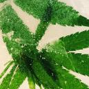 Die Besten Cannabissamen Für Den Anbau In Kälteren Klimazonen