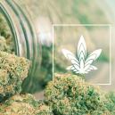 Wie Man Riesige Buds Wachsen Lässt: 10 Schritte Zum Erfolg