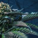 7 Cannabissorten, die zu den 7 Todsünden passen