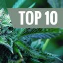 De Top 10 Medicinale Cannabis Variëteiten