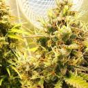 Fuchsschwänze: Gut Oder Schlecht?