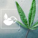 Die Besten Cannabissamen Für Feuchte Klimata