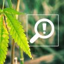 5 Probleme, die während der Blütephase des Cannabisanbauzyklus auftreten können